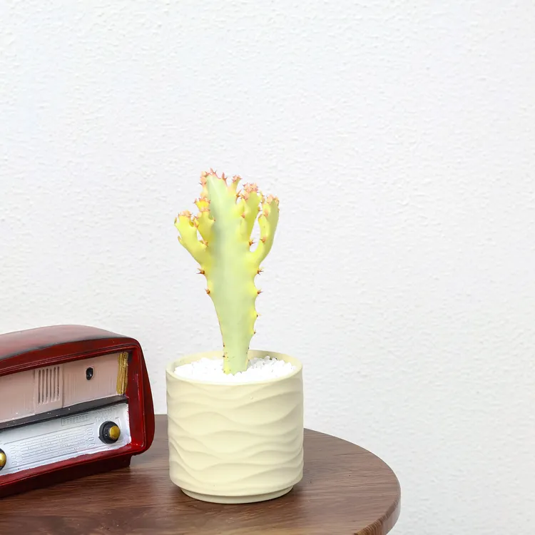 【明星同款】白龙骨凹点球米色盆仙人掌沙漠植物耐阴耐旱盆栽盆景