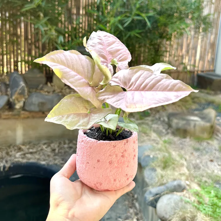 粉精灵合果芋海芋绿萝盆栽盆景室内客厅办公室前台桌面花卉绿植