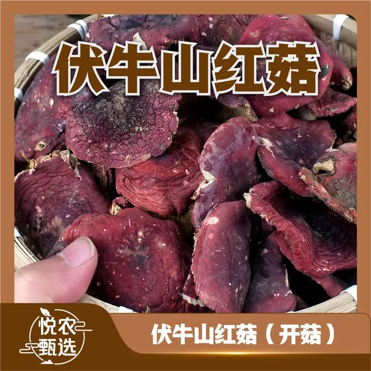 【双12福利开菇】2025年河南红菇煲汤营养干货特产天然鲜美红蘑菇