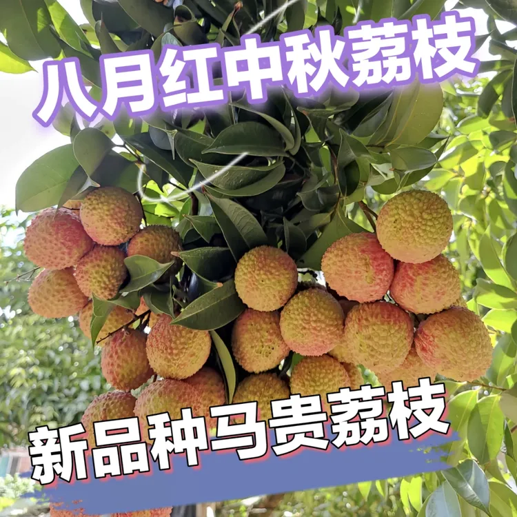 新品种马贵八月荔枝晚熟品种，带土带叶，盆栽地栽都可以南方
