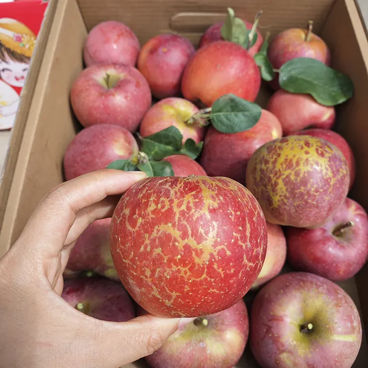 活动价】大凉山新鲜红富士丑苹果当季新鲜水果现摘2025年盐源新果