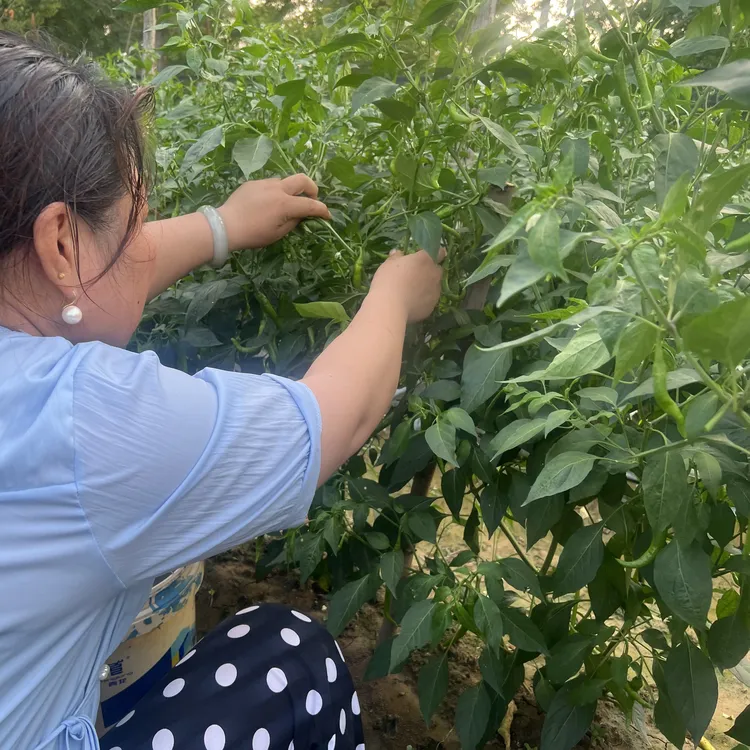 邳州本地新鲜薄皮香辣青辣椒农家自种包邮现摘邳州本地辣椒