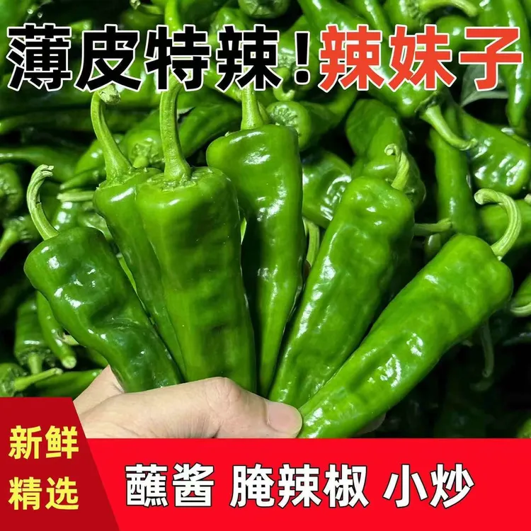 东北辣妹子辣椒 一斤半 薄皮清脆香辣特辣辣椒