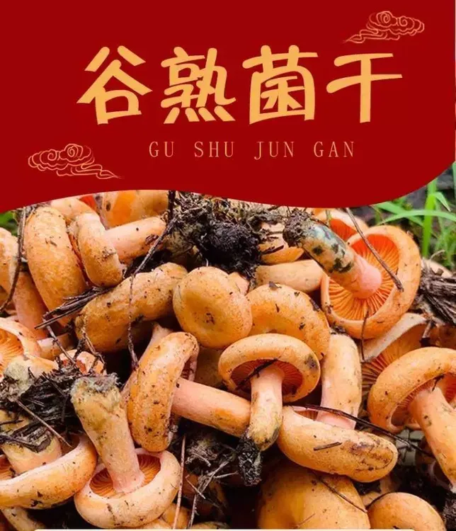 云南野生铜绿菌谷熟菌松乳菇重阳菌农家干货煲汤火锅食材乌枞菌
