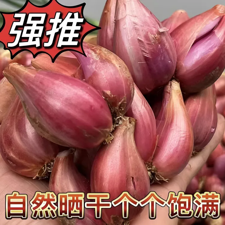 云南大理四季小香葱红葱头不挑土壤熬油炒菜产地直发干葱头蔬菜