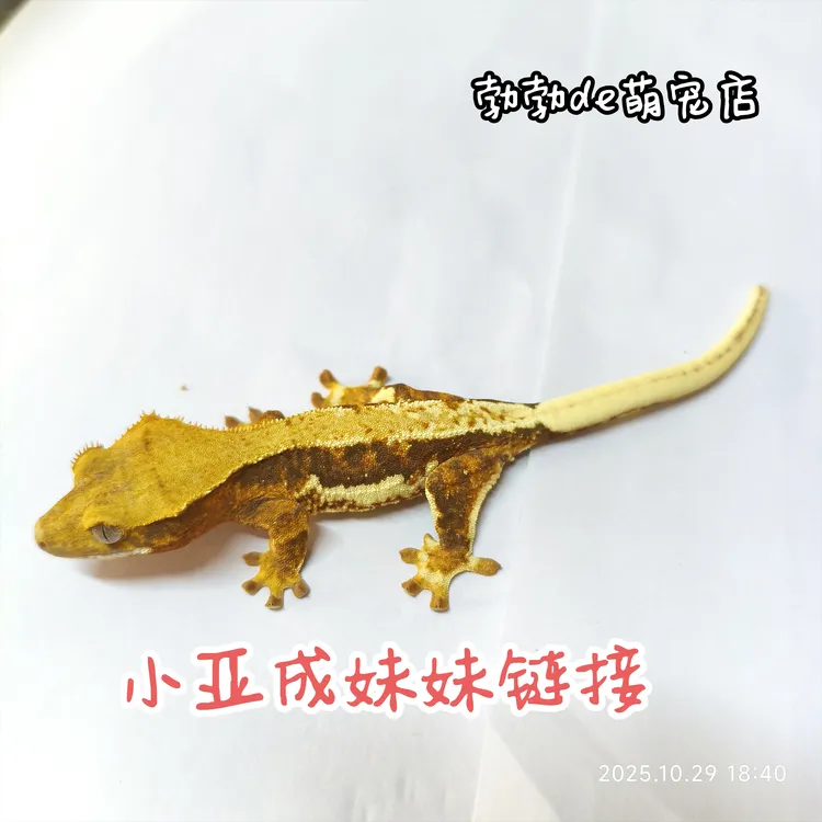 睫角守宫小亚成妹妹链接新手友好温顺睫角守宫活体爬宠