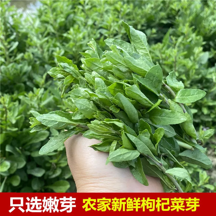 枸杞菜嫩芽现摘野菜枸杞头养生蔬菜枸杞叶清火益眼新鲜枸杞芽包邮