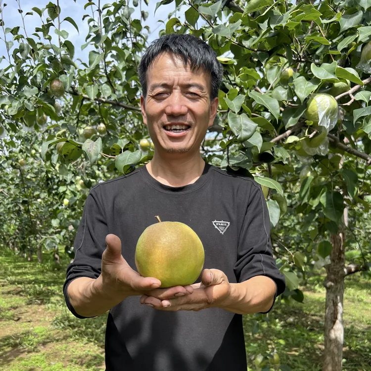 黄陵翡翠梨脆甜多汁12颗装顺丰包邮