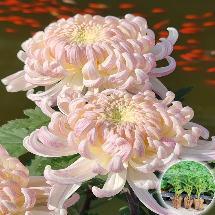 【贵妃沐浴】新鲜菊花苗带原土绿植超大花苗花卉苗类优质扦插苗易活