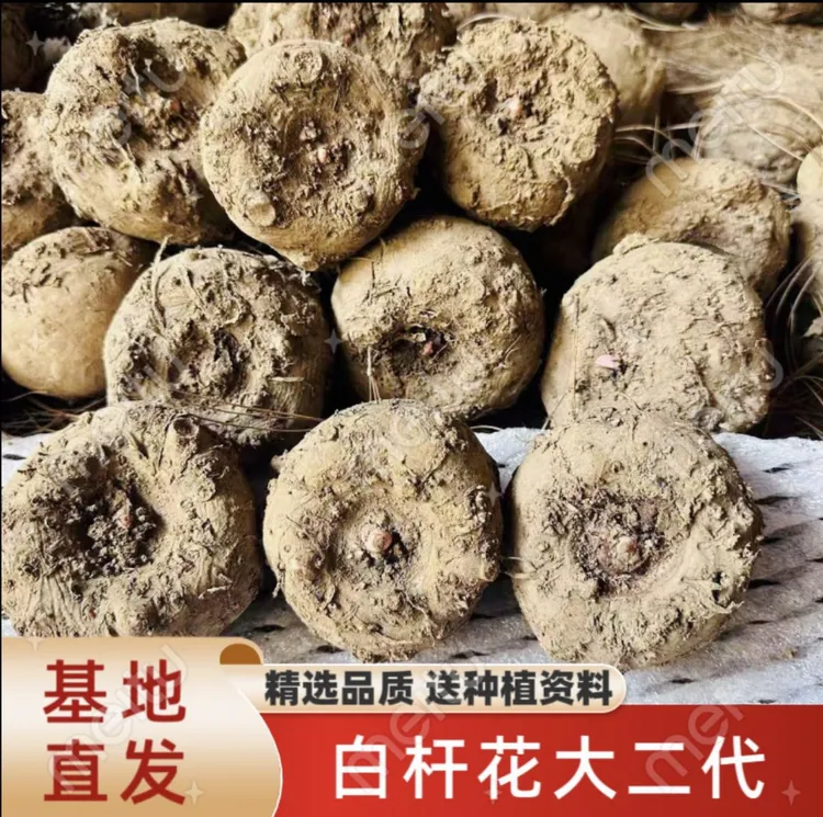 云南正宗白杆花一代魔芋种二代魔芋一年挖