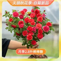 天狼月季棒棒糖盈盈粉茜桃凝粉果汁等综合2.8升盆月季月季花树苗