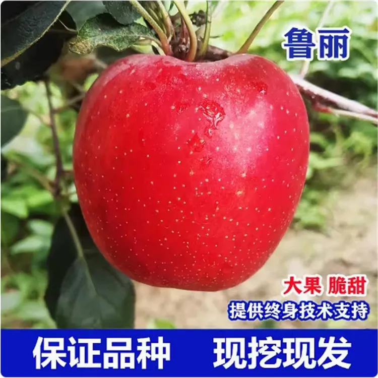 早熟嫁接苹果苗鲁丽苹果树苗南北方易种植盆栽地栽当年结果苹果苗