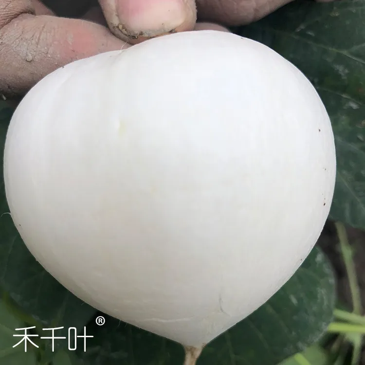 【禾千叶凉薯】【水嫩多汁】新鲜现挖清甜四川白地瓜儿地萝卜土瓜