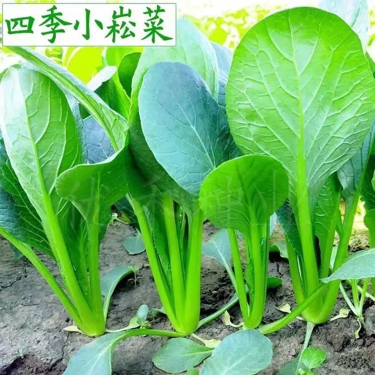 【小松菜种子】小松菜种籽耐热小松菜种子甜脆速生蔬菜种子四季种植