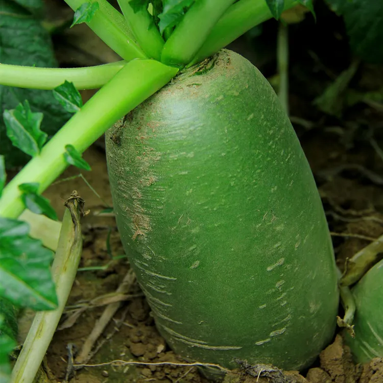 固始特产水果型萝卜河南青皮萝卜农家沙地爽口小萝卜5斤