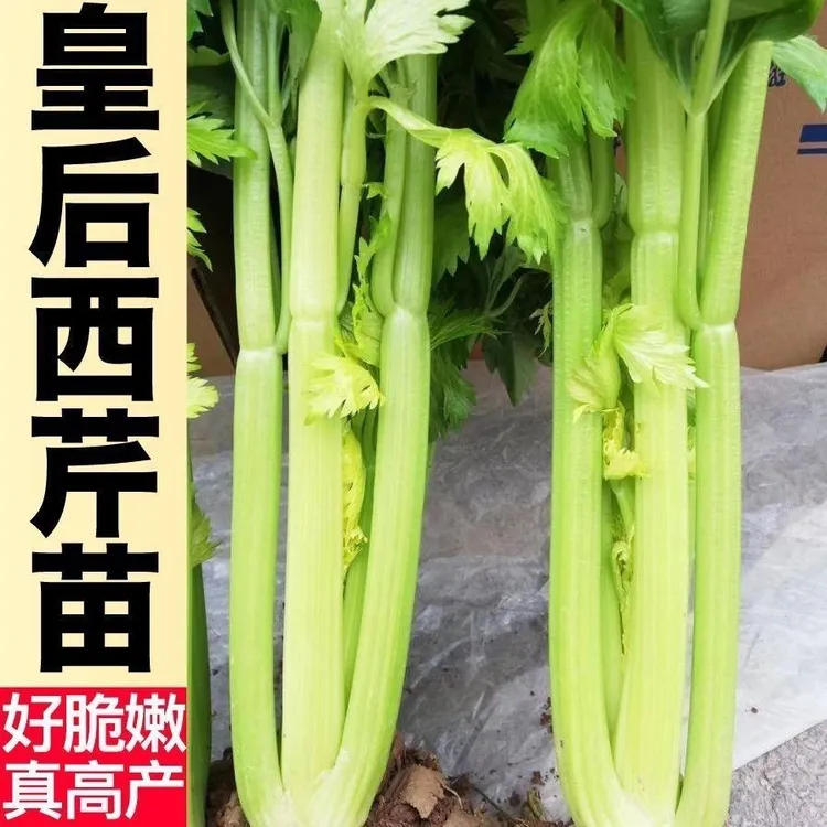 【30棵9块8】西芹苗幼苗秧苗种子皇后大西芹菜苗蔬菜苗四季盆栽