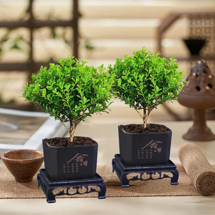 小叶赤楠盆栽桌面绿植客厅会开花植物茶台新中式盆景净化空气植物