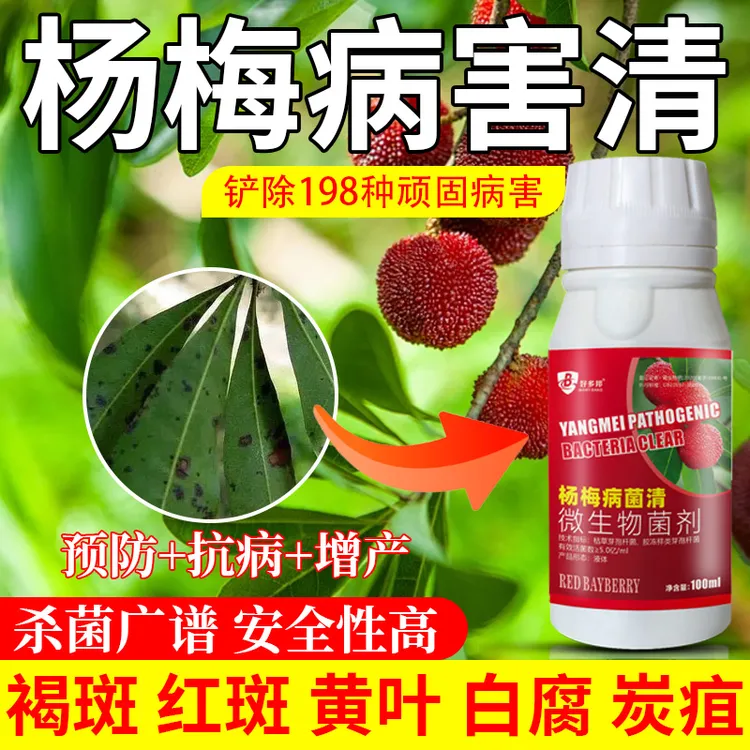 杨梅病专用赤衣病肉葱病干枯病枝腐赤衣病叶霉病专用杀菌剂绿色