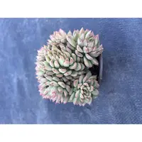 2号王小二多肉女雏12杯冠幅10-12厘米多肉植物带基地原盆原土发货