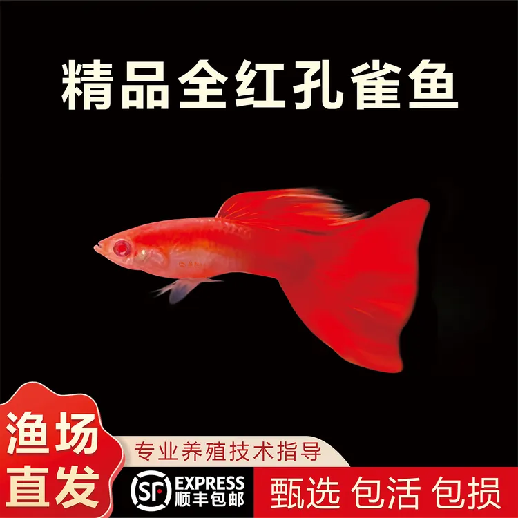 精品全红孔雀鱼可繁殖种鱼小型热带观赏鱼淡水鱼桌面孔雀鱼观赏鱼