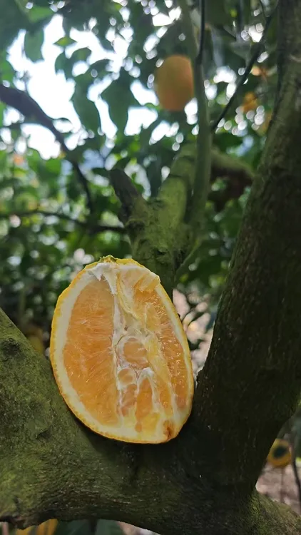 福清一都天然脐橙