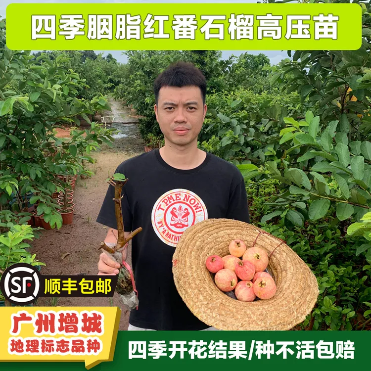 正宗四季胭脂红番石榴高压苗果树苗 广州增城地理标志品种