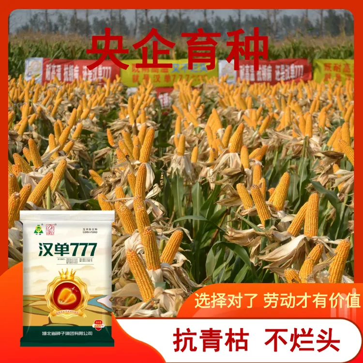 【升级版汉单777】高产玉米种抗青枯抗穗腐不烂头耐高温耐旱涝抗倒