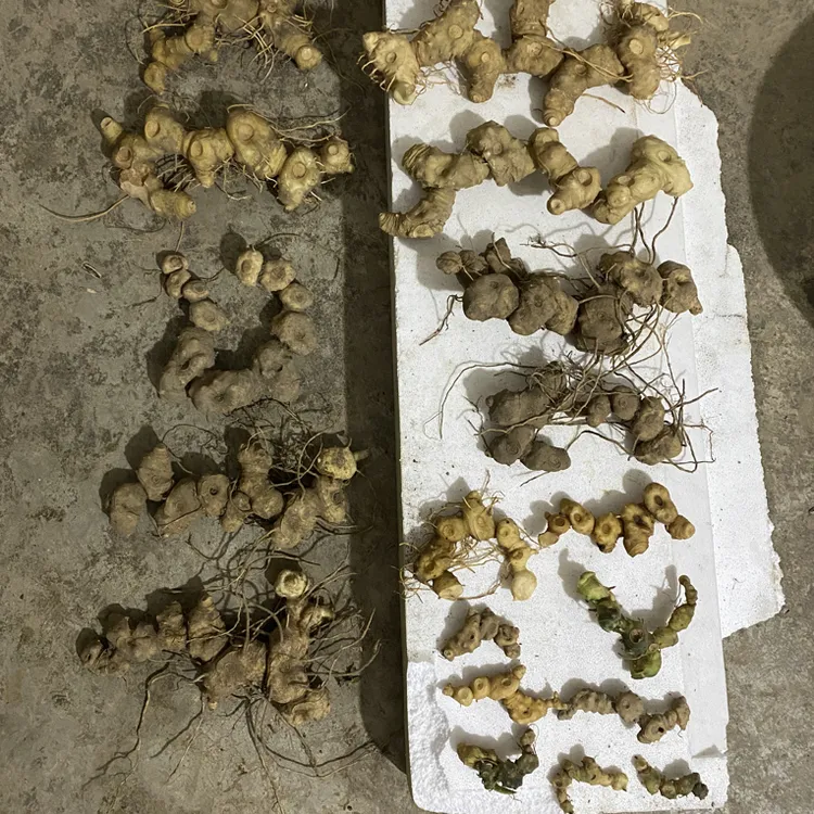 贵州深山下山货、植物块茎、五年