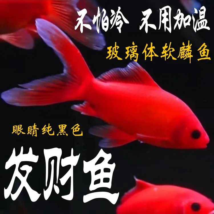 冷水血鹦鹉招财小金鱼苗红草金冷水鱼好养耐活观赏鱼锦鲤活鱼淡水