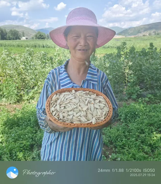 【甘肃岷县】黄芪大片产地直发无硫可泡茶煲汤