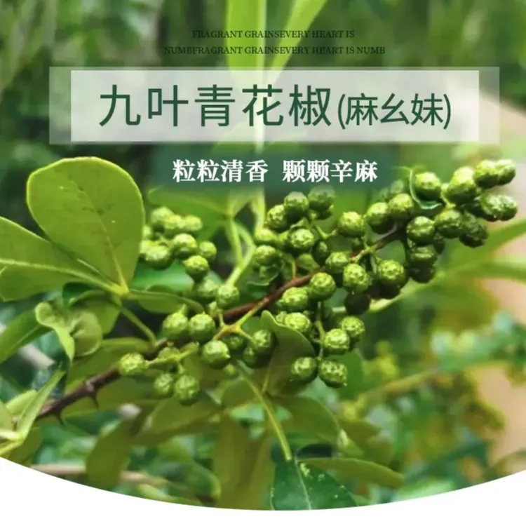 重庆九叶青花椒鲜花椒川菜必备特麻特辣保鲜发货当季新品现摘现发