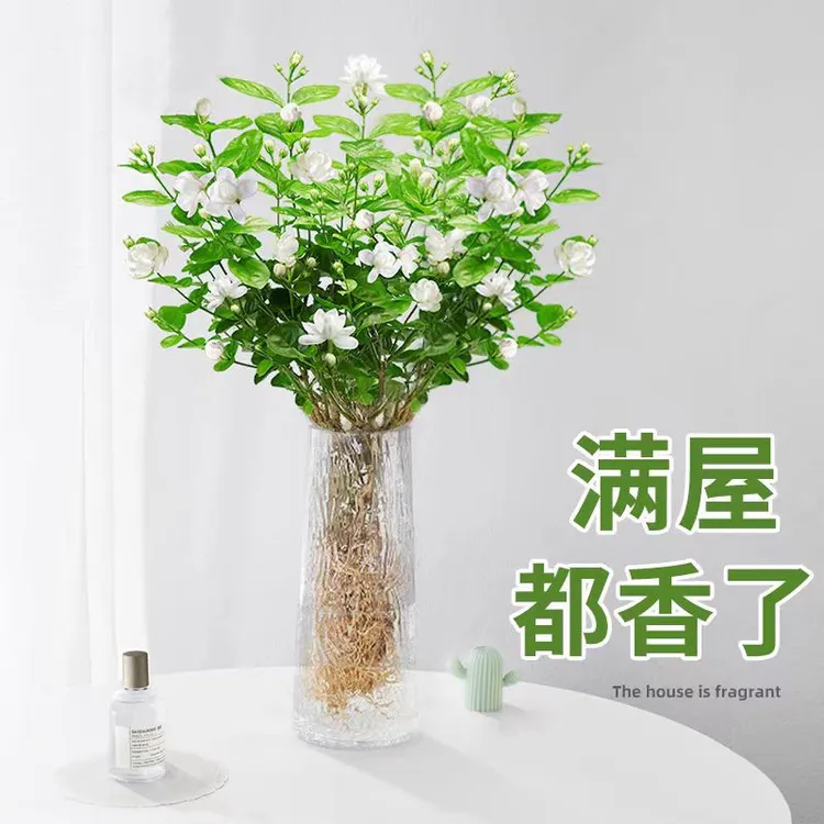 茉莉花水培植物盆栽客厅办公室内桌面好养鲜花绿植水养花卉四季开