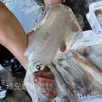 【泽妮】汕尾本港野生海钓软丝 元时 鱿鱼母 鱿鱼天花板包脆包甜！