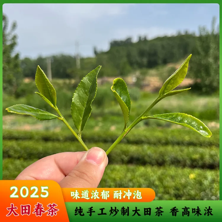 【昌邑丽丽专属】2025年日照绿茶 味道浓郁 沙口足 耐冲泡 口粮春茶