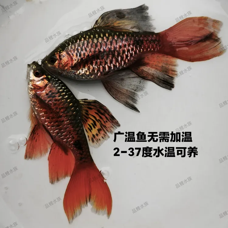 新品钻石玫瑰鲫黑帆钻石大帆短尾好养皮实有劲冷水观赏鱼小型鱼