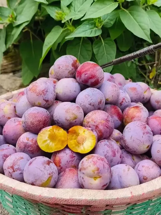 京东快递四川汶川高山现摘脆红脱骨李子新鲜当季脆甜多汁水果