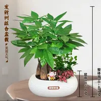 发财树组合室内客厅办公室绿植盆栽四季常青好养招财转运
