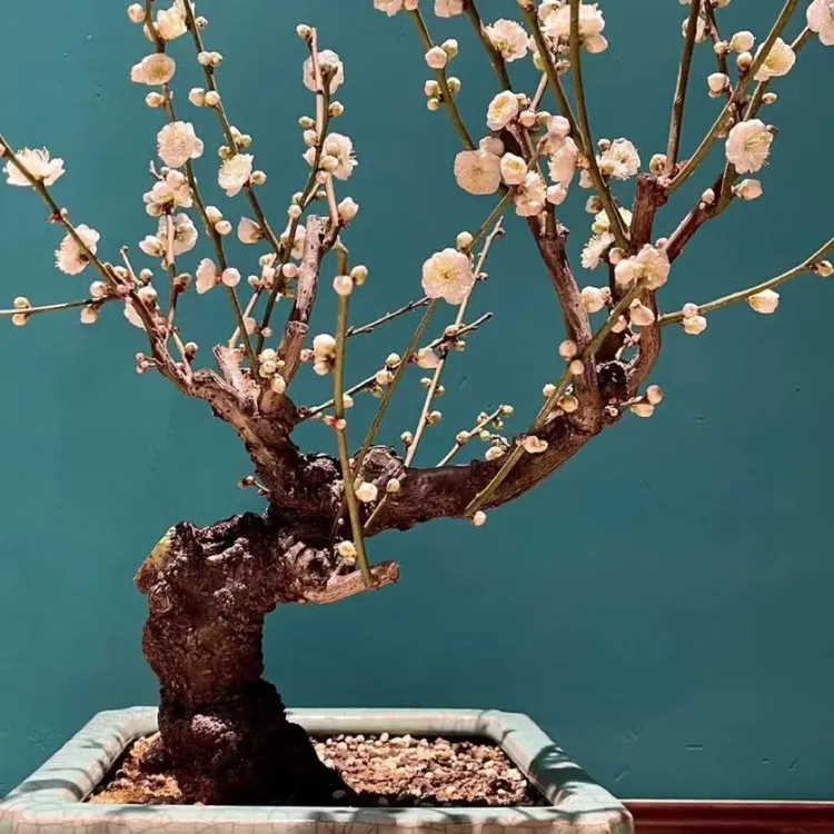 龙游梅老桩一物一拍浓香枝条宛若游龙别墅庭院盆栽