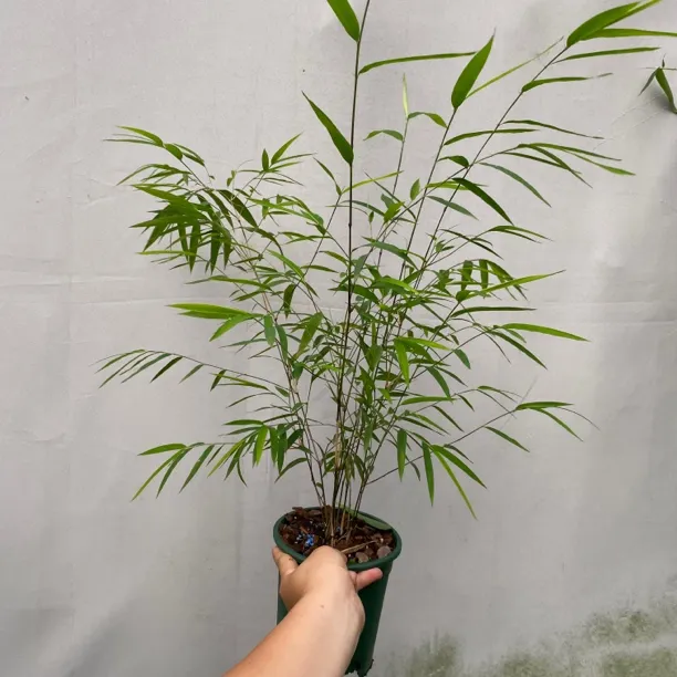 （壮杆福利款）正宗台湾内门竹适合客厅玄关茶室桌面摆放绿植