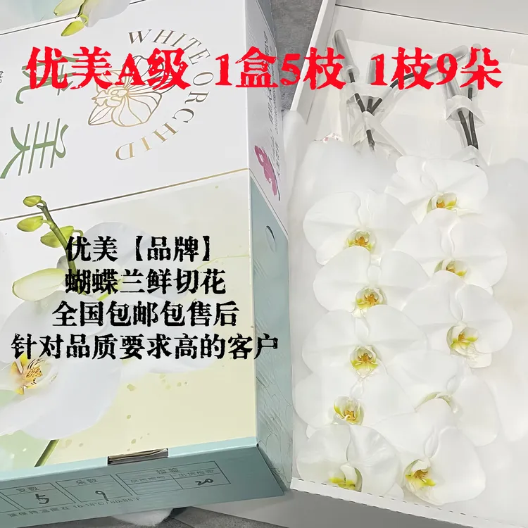 蝴蝶兰大花优美基地直供~全国德邦空运包邮包售后花优美严选