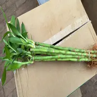 40cm平安竹水培植物带根