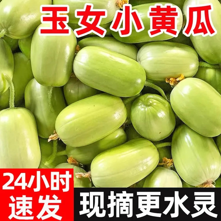 禾世恒黄瓜新鲜玉女黄瓜水果黄瓜拇指黄瓜生吃青瓜东北旱白玉黄瓜