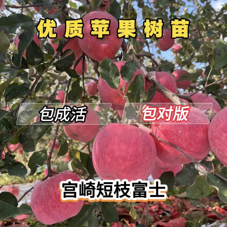 4年生【苹果树水果树苗】基地直发适合南北方种植水果苗盆栽室内