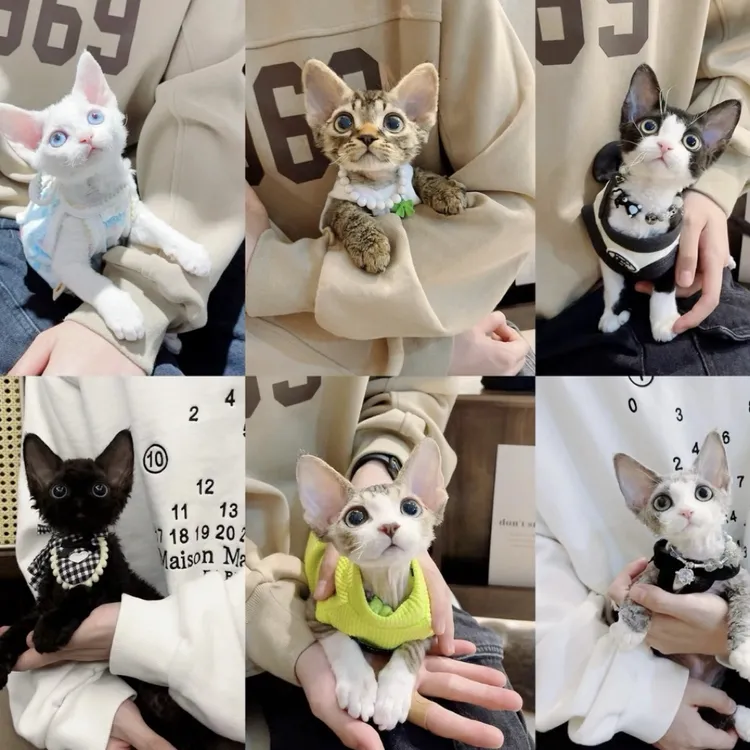 德文宠物活幼体德文卷毛猫崽活体购买猫咪直播间