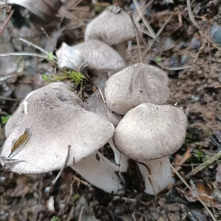 冬鸡枞深山野生菌新鲜茅草菌草鸡枞食用产品食用产品