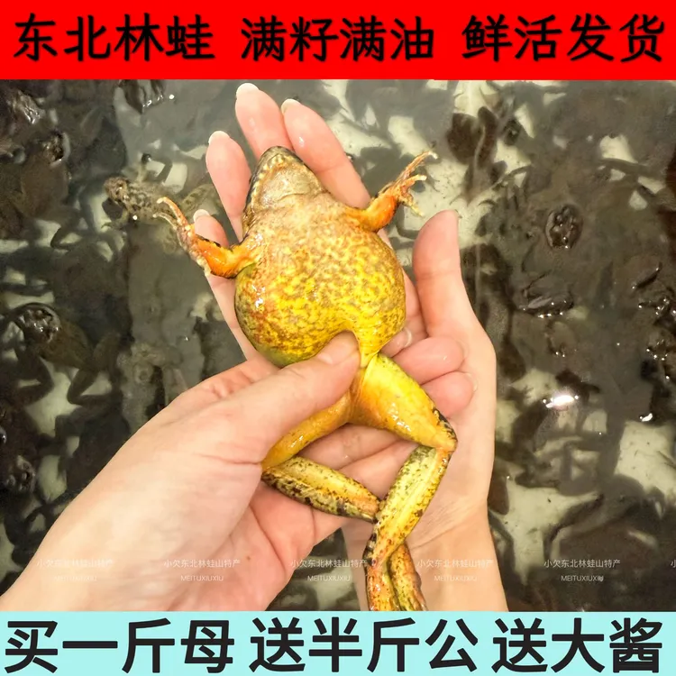 东北林蛙  河鲜 送东北大酱 红辣椒  顺丰包邮