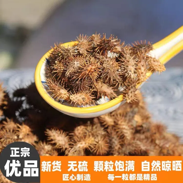 新鲜带刺苍耳子苍耳植物成熟毛苍野生苍耳子无硫磺