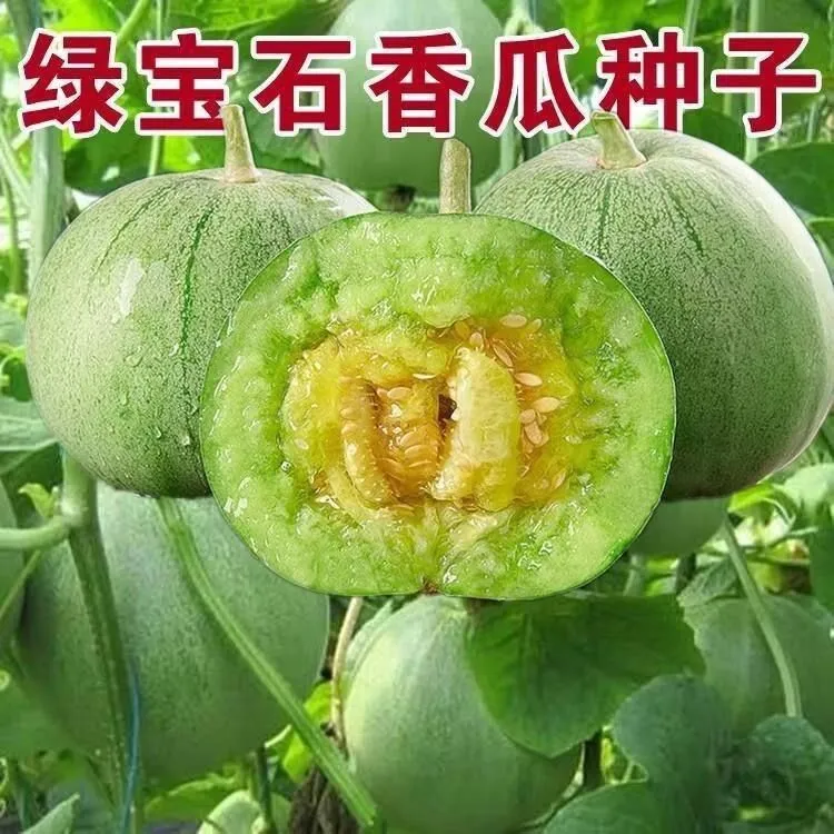 T绿宝石甜瓜种子超甜薄皮早熟甜瓜种子高产香瓜种子四季播水果种商品图