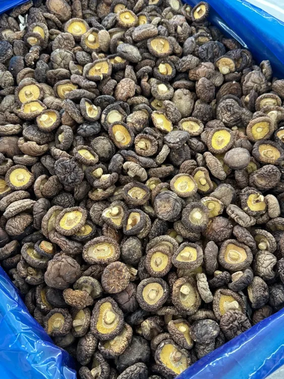 闽南特产肉厚黑面3～3.5cm香菇