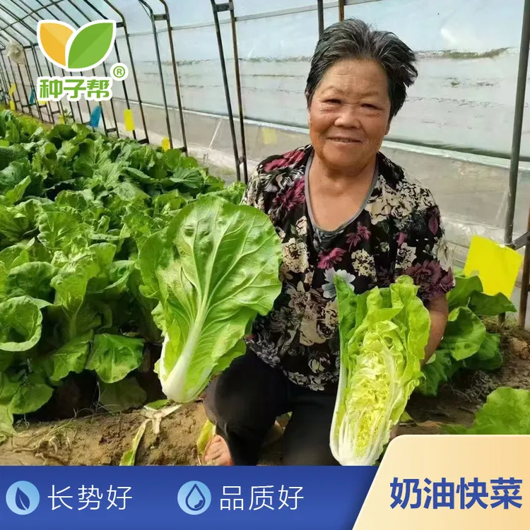 奶油快菜种子四季播种生长迅速快发芽耐热抗寒鲜嫩美味品质好